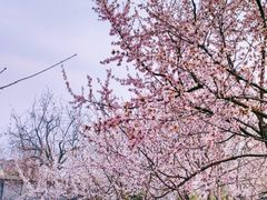 -三里河公园