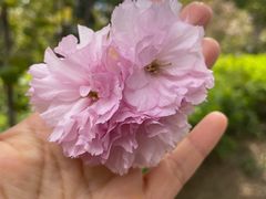 -长白岛森林公园