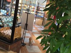 -宠小格时尚宠物生活馆(唐镇店)
