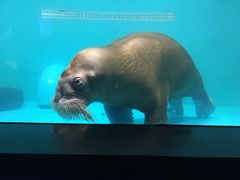 -正佳极地海洋世界