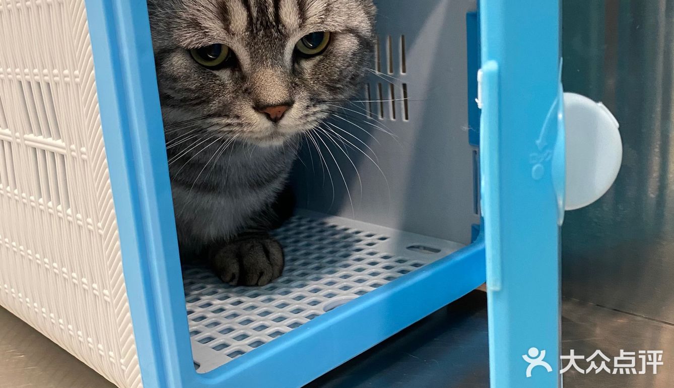 胖扑的打针日记