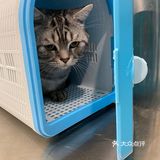 胖扑的打针日记