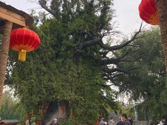 -大槐树寻根祭祖园