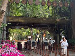 -西双版纳原始森林公园