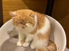 -more than meow吴止猫主题餐厅(承德 中船汇店)