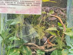 -上海大自然野生昆虫馆(东方明珠·爬宠昆虫探索中心)