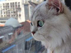 -怪兽屋·羊驼·猫咖·狗咖(俊华广场店)