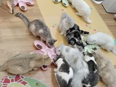 -COLOR PETS 撸猫馆·购猫·猫咖(长风大悦城店)