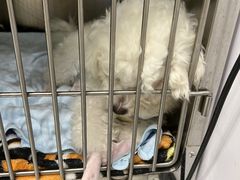 -艾吉宠物医院·疑难杂症转诊中心·猫友好(碧江路院)