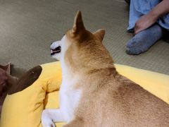 -逗柴咖啡屋·狗咖猫咖宠物桌游
