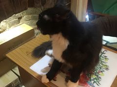-猫色咖啡·猫咖