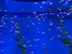 -欢乐海岸海洋奇梦馆