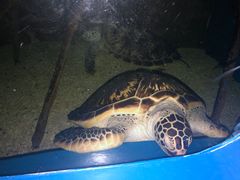 -欢乐海岸海洋奇梦馆