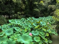 -成都杜甫草堂博物馆