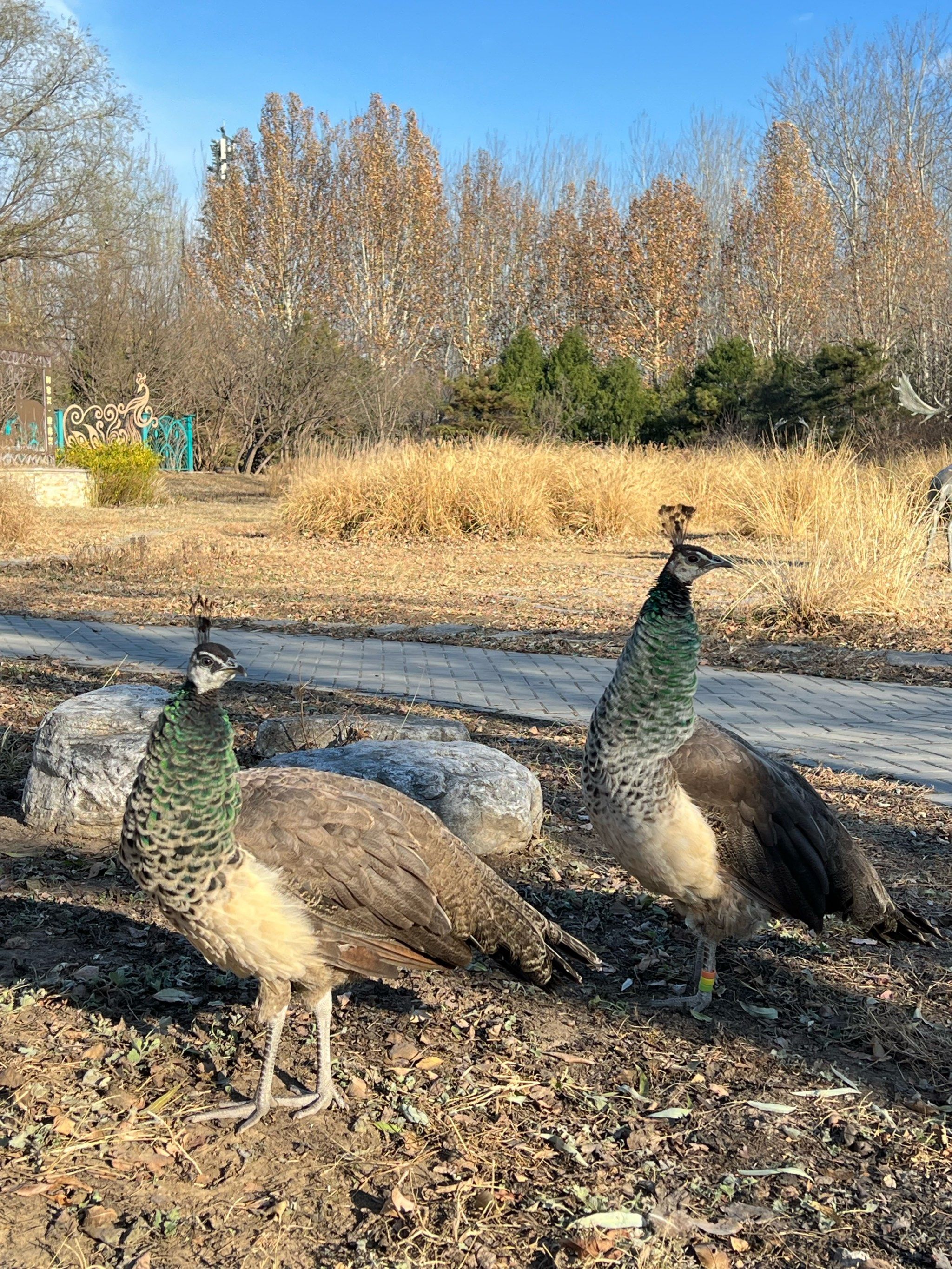 原来你们也是蓝孔雀🦚