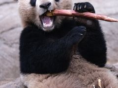 -中国大熊猫保护研究中心雅安碧峰峡基地