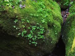 -茅兰沟国家森林公园