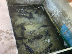 -姥家大锅台水库渔家