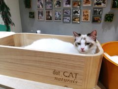 -藏猫猫咖啡主题馆(中央大道店)