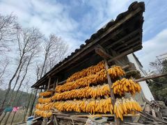 -武陵山森林公园