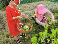 -樂桃源奉贤黄桃种植采摘基地