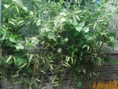 -锦尚阁烤鱼•天津菜(宣武门胡同店)