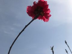 -武清南湖绿博园