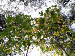 -铁山坪森林公园