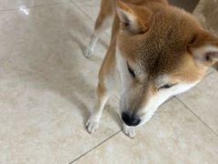 -宠福鑫康馨动物医院·骨科·眼科