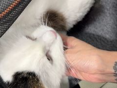 -宠福鑫康馨动物医院·骨科·眼科