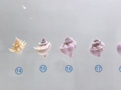 -青岛贝壳博物馆