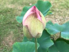 -荷塘月色湿地公园·向阳花洲