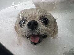 -FAELING PETS美天灵宠物(富力广场店)