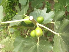 -樂桃源奉贤黄桃种植采摘基地