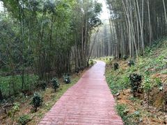 -广州市石门国家森林公园
