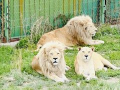 -新疆天山野生动物园