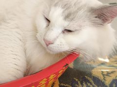 -平行世界·猫咖(首经贸店)