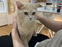 -COLOR PETS 撸猫馆·购猫·猫咖(长风大悦城店)