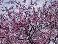 -桃花堤公园