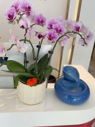 -Dr.林醫生产后修复·配方产康店(南京大厂店)