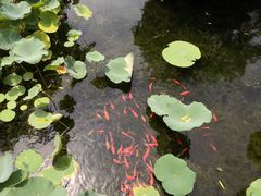 -东山雕花楼
