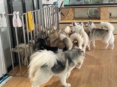 -Husky Go! 哈士奇体验馆·宠物咖啡厅狗咖