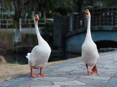 -宁波九龙湖开元度假村