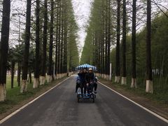 -黄海国家森林公园