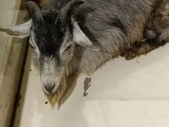 -怪兽屋·羊驼·猫咖·狗咖(俊华广场店)