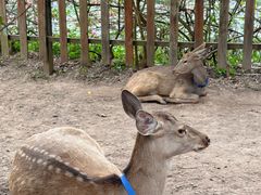 -野象谷景区