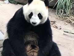 -都江堰中华大熊猫苑