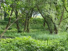 -西湖风景区-江洋畈生态公园