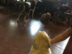 -百好乐宠物友好餐厅(朝外大街店)