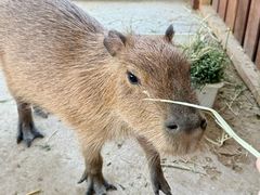 -J Create城市露营咖啡·简餐·宠物(上海动物园店)